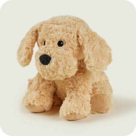 Cockerpoo 1 Cockerpoo 1