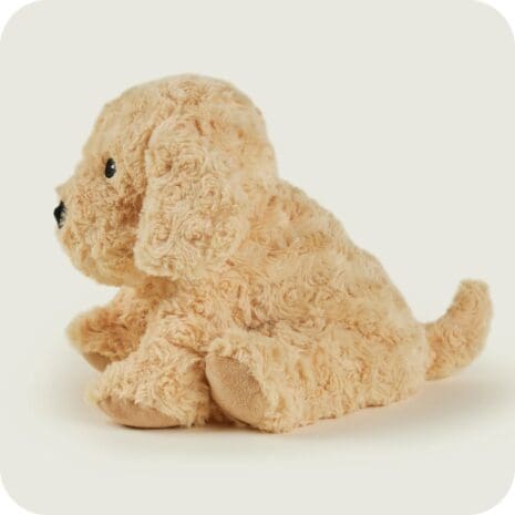 Cockerpoo 2 Cockerpoo 2
