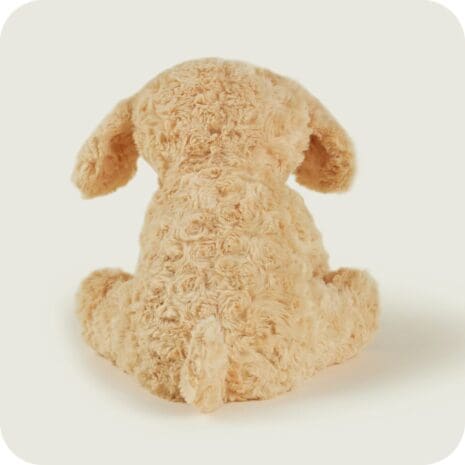 Cockerpoo 3 Cockerpoo 3
