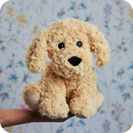 Cockerpoo 5 Cockerpoo 5