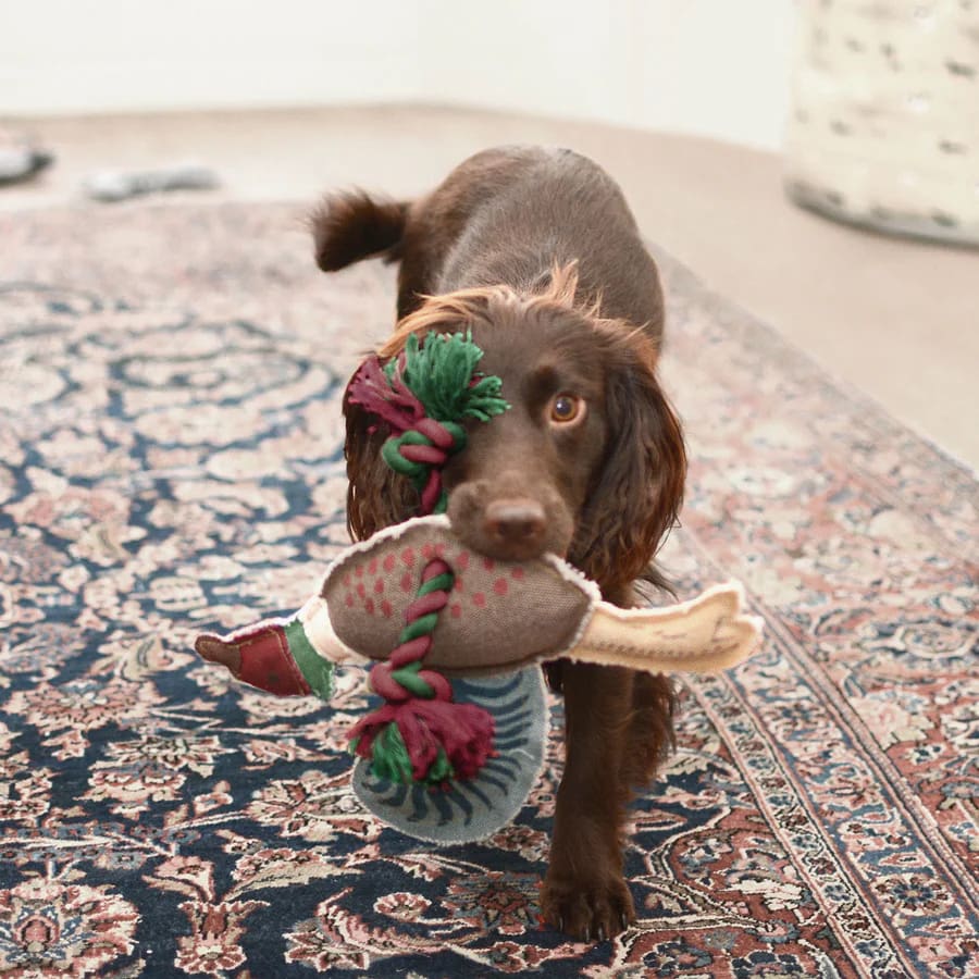 Pheasant Dog