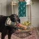 Bubbles Dog Toy